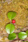 Eastern teaberry <BR>Wintergreen